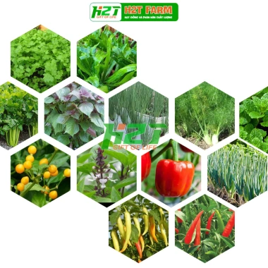 Hạt giống rau thơm, gia vị đa dạng: ngò rí, hành lá, húng quế, ớt, thì là, tía tô, ngò gai - Dễ trồng, giá chỉ 6.174₫