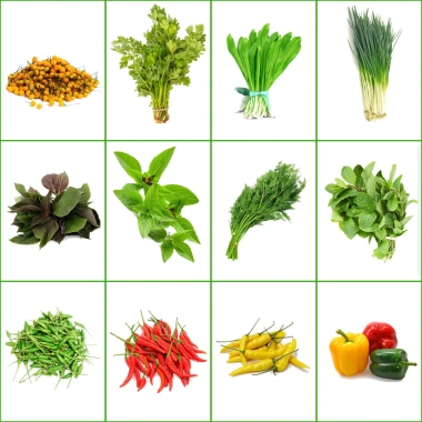 Hạt giống rau thơm, gia vị đa dạng: ngò rí, hành lá, húng quế, ớt, thì là, tía tô, ngò gai - Dễ trồng, giá chỉ 6.174₫