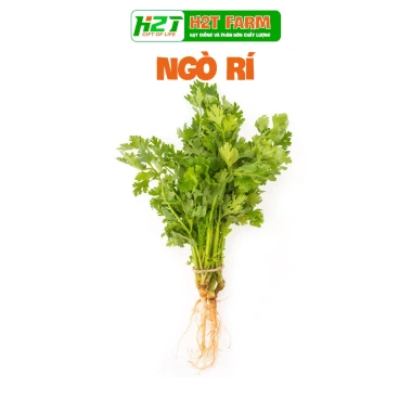 Hạt giống rau thơm, gia vị đa dạng: ngò rí, hành lá, húng quế, ớt, thì là, tía tô, ngò gai - Dễ trồng, giá chỉ 6.174₫