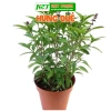Hạt giống rau thơm, gia vị đa dạng: ngò rí, hành lá, húng quế, ớt, thì là, tía tô, ngò gai - Dễ trồng, giá chỉ 6.174₫ 5