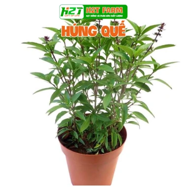 Hạt giống rau thơm, gia vị đa dạng: ngò rí, hành lá, húng quế, ớt, thì là, tía tô, ngò gai - Dễ trồng, giá chỉ 6.174₫