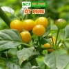 Hạt giống rau thơm, gia vị đa dạng: ngò rí, hành lá, húng quế, ớt, thì là, tía tô, ngò gai - Dễ trồng, giá chỉ 6.174₫ 8