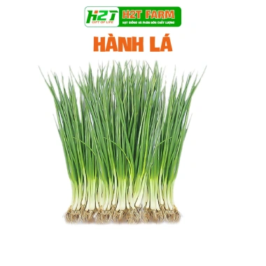 Hạt giống rau thơm, gia vị đa dạng: ngò rí, hành lá, húng quế, ớt, thì là, tía tô, ngò gai - Dễ trồng, giá chỉ 6.174₫