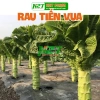 Hạt giống rau tiến vua - Dễ trồng, cao, ngon, thu hoạch nhanh, chỉ 13.860₫