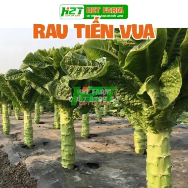 Hạt giống rau tiến vua - Dễ trồng, cao, ngon, thu hoạch nhanh, chỉ 13.860₫