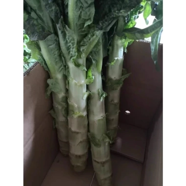 Hạt giống rau tiến vua - Dễ trồng, cao, ngon, thu hoạch nhanh, chỉ 13.860₫
