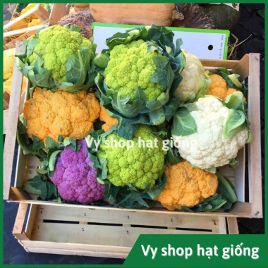 Hạt giống súp lơ đa màu bông cải mix - Trồng nhanh, thu hoạch dày, Giá ưu đãi 13.860₫ 4