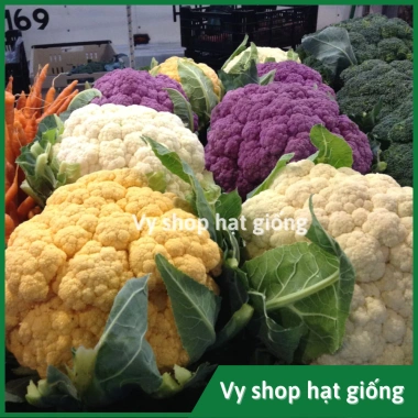 Hạt giống súp lơ đa màu bông cải mix - Trồng nhanh, thu hoạch dày, Giá ưu đãi 13.860₫ 5