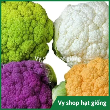 Hạt giống súp lơ đa màu bông cải mix - Trồng nhanh, thu hoạch dày, Giá ưu đãi 13.860₫ 6