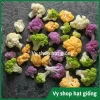 Hạt giống súp lơ đa màu bông cải mix - Trồng nhanh, thu hoạch dày, Giá ưu đãi 13.860₫ 7