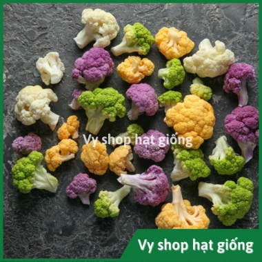 Hạt giống súp lơ đa màu bông cải mix - Trồng nhanh, thu hoạch dày, Giá ưu đãi 13.860₫ 7