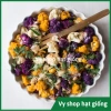 Hạt giống súp lơ đa màu bông cải mix - Trồng nhanh, thu hoạch dày, Giá ưu đãi 13.860₫ 8