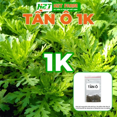 Hạt Giống Tần Ô Rau Cúc Tẻ nhập khẩu Giá chỉ 12.000đ chất lượng cao trồng dễ dàng