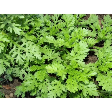 Hạt Giống Tần Ô Rau Cúc Tẻ nhập khẩu Giá chỉ 12.000đ chất lượng cao trồng dễ dàng 2 Hạt Giống Tần Ô Rau Cúc Tẻ nhập khẩu Giá chỉ 12.000đ chất lượng cao trồng dễ dàng 2