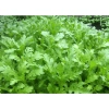 Hạt Giống Tần Ô Rau Cúc Tẻ nhập khẩu Giá chỉ 12.000đ chất lượng cao trồng dễ dàng 3