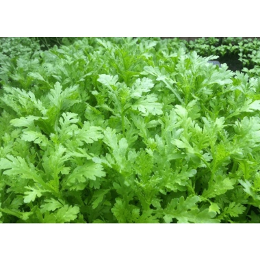 Hạt Giống Tần Ô Rau Cúc Tẻ nhập khẩu Giá chỉ 12.000đ chất lượng cao trồng dễ dàng 3 Hạt Giống Tần Ô Rau Cúc Tẻ nhập khẩu Giá chỉ 12.000đ chất lượng cao trồng dễ dàng 3