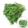 Hạt Giống Tần Ô Rau Cúc Tẻ nhập khẩu Giá chỉ 12.000đ chất lượng cao trồng dễ dàng 4