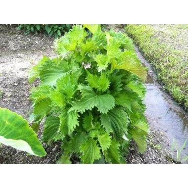 Hạt giống tía tô xanh Nhật Bản - Giá ưu đãi 22.000₫, trồng nhanh, lá xanh tươi 2