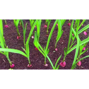 Hạt Giống Tỏi Cô Đơn Đặc Sản Tỏi Một Nhánh Dễ Trồng – Giá Chỉ 19.000đ