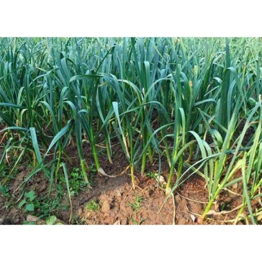 Hạt Giống Tỏi Cô Đơn Đặc Sản Tỏi Một Nhánh Dễ Trồng – Giá Chỉ 19.000đ 5 Hạt Giống Tỏi Cô Đơn Đặc Sản Tỏi Một Nhánh Dễ Trồng – Giá Chỉ 19.000đ 5