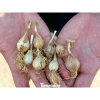 Hạt Giống Tỏi Cô Đơn Đặc Sản Tỏi Một Nhánh Dễ Trồng – Giá Chỉ 19.000đ 6