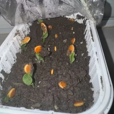Hạt Giống TQ Hạt Dẻ Bí Ngọt Bùi Như - Trồng Ngay, 90 Ngày Có Quả, Giá 3.154 VND 2 Hạt Giống TQ Hạt Dẻ Bí Ngọt Bùi Như - Trồng Ngay, 90 Ngày Có Quả, Giá 3.154 VND 2