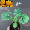 Hạt Giống TQ Hạt Dẻ Bí Ngọt Bùi Như - Trồng Ngay, 90 Ngày Có Quả, Giá 3.154 VND 4