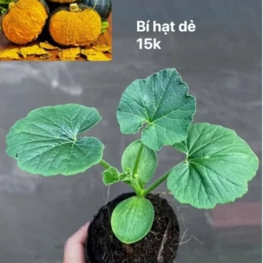 Hạt Giống TQ Hạt Dẻ Bí Ngọt Bùi Như - Trồng Ngay, 90 Ngày Có Quả, Giá 3.154 VND