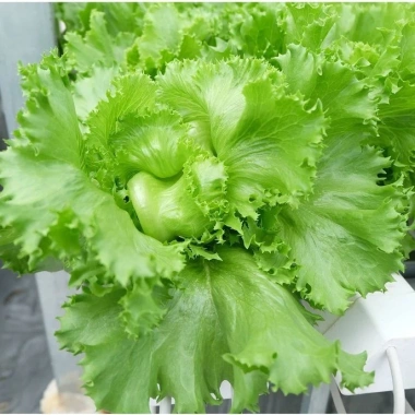 Hạt giống xà lách giòn ngọt nhập khẩu - Giá chỉ 13.860 VND, siêu tiết kiệm, năng suất cao 2