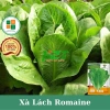 Hạt giống xà lách Romaine chịu nhiệt giòn ngọt - Giá chỉ 14.400đ từ h2t farm