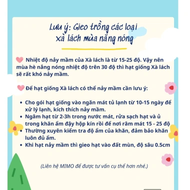 Hạt giống xà lách Romaine chịu nhiệt giòn ngọt - Giá chỉ 14.400đ từ h2t farm