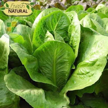 Hạt giống xà lách Romaine chịu nhiệt giòn ngọt - Giá chỉ 14.400đ từ h2t farm