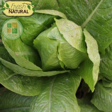 Hạt giống xà lách Romaine chịu nhiệt giòn ngọt - Giá chỉ 14.400đ từ h2t farm