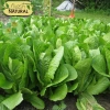 Hạt giống xà lách Romaine chịu nhiệt giòn ngọt - Giá chỉ 14.400đ từ h2t farm 6