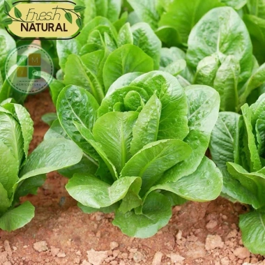 Hạt giống xà lách Romaine chịu nhiệt giòn ngọt - Giá chỉ 14.400đ từ h2t farm