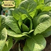 Hạt giống xà lách Romaine chịu nhiệt giòn ngọt - Giá chỉ 14.400đ từ h2t farm 8