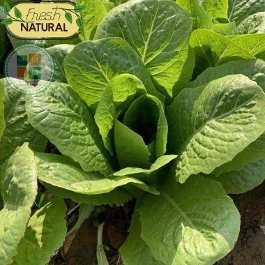 Hạt giống xà lách Romaine chịu nhiệt giòn ngọt - Giá chỉ 14.400đ từ h2t farm