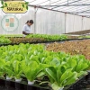 Hạt giống xà lách Romaine chịu nhiệt giòn ngọt - Giá chỉ 14.400đ từ h2t farm 9