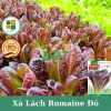 Hạt giống xà lách Romaine đỏ chịu nhiệt, giòn ngọt - giá chỉ 12.250₫