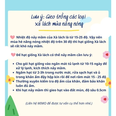 Hạt giống xà lách Romaine đỏ chịu nhiệt, giòn ngọt - giá chỉ 12.250₫ 2