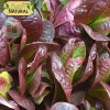 Hạt giống xà lách Romaine đỏ chịu nhiệt, giòn ngọt - giá chỉ 12.250₫ 4