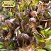 Hạt giống xà lách Romaine đỏ chịu nhiệt, giòn ngọt - giá chỉ 12.250₫ 8
