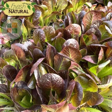 Hạt giống xà lách Romaine đỏ chịu nhiệt, giòn ngọt - giá chỉ 12.250₫ 8
