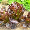Hạt giống xà lách Romaine đỏ chịu nhiệt, giòn ngọt - giá chỉ 12.250₫ 9