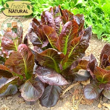Hạt giống xà lách Romaine đỏ chịu nhiệt, giòn ngọt - giá chỉ 12.250₫ 9