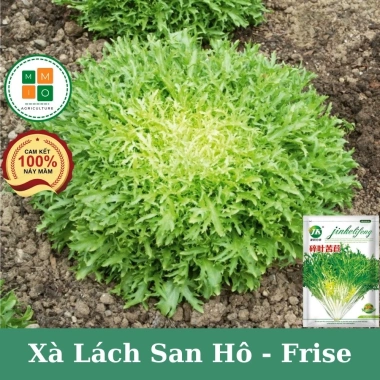 Hạt giống xà lách san hô Frise - Dinh dưỡng cao, giá chỉ 15.000 VND, giảm ngay