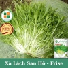 Hạt giống xà lách san hô Frise - Dinh dưỡng cao, giá chỉ 15.000 VND, giảm ngay 2