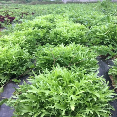 Hạt giống xà lách san hô Frise - Dinh dưỡng cao, giá chỉ 15.000 VND, giảm ngay