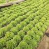 Hạt giống xà lách san hô Frise - Dinh dưỡng cao, giá chỉ 15.000 VND, giảm ngay 7