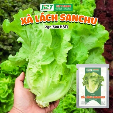 Hạt giống xà lách sanchu 2gr chịu nhiệt - Giòn ngọt, giá chỉ 14.400đ 2